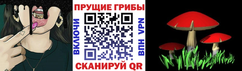 Галлюциногенные грибы Cubensis  где найти   Михайловск 