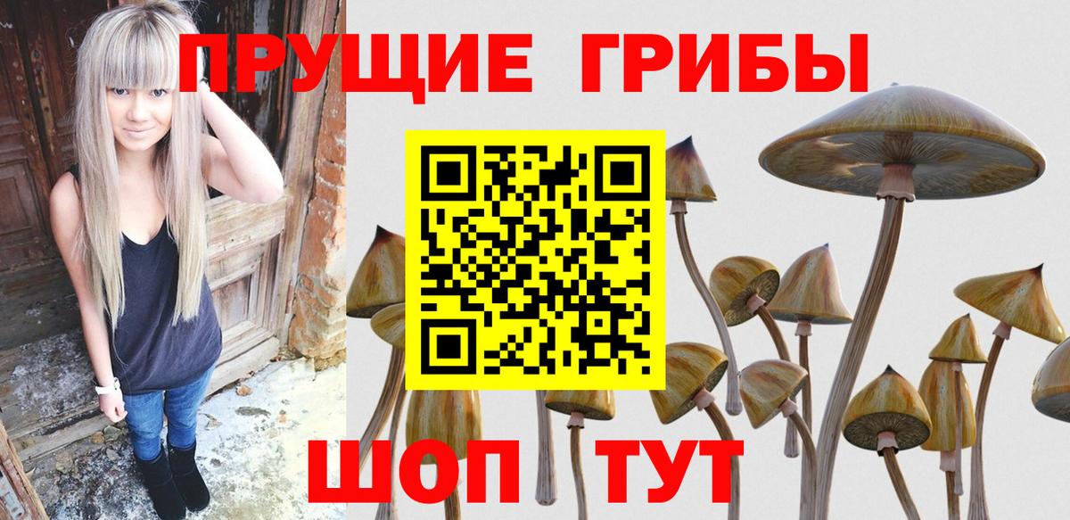 наркота  Вход с VPN  Михайловск  Псилоцибиновые грибы Psilocybe 